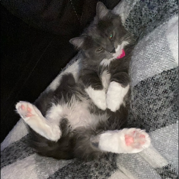 Meet your Posher, Miranda - Picture 1 of 1